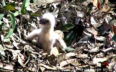 Wildtier-Livecams - Seite 39 Original
