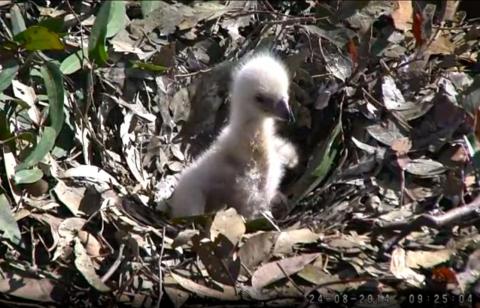 Wildtier-Livecams - Seite 39 Original