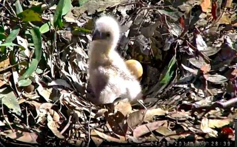 Wildtier-Livecams - Seite 39 Original