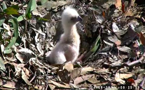 Wildtier-Livecams - Seite 39 Original