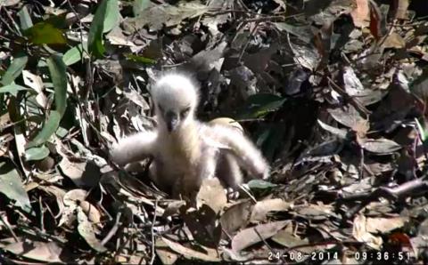 Wildtier-Livecams - Seite 39 Original