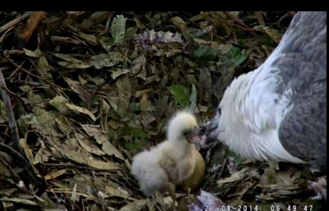 Wildtier-Livecams - Seite 39 Original