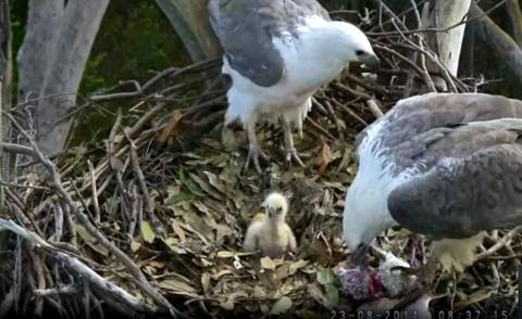 Wildtier-Livecams - Seite 39 Original