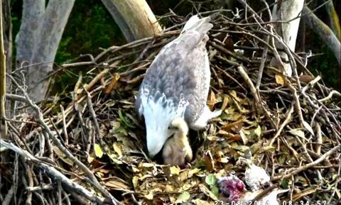 Wildtier-Livecams - Seite 39 Original
