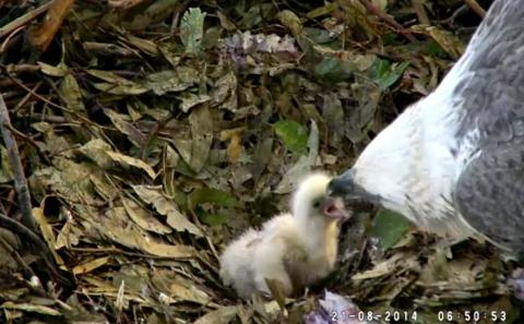 Wildtier-Livecams - Seite 39 Original