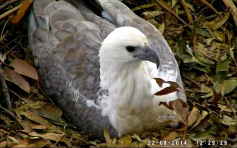 Wildtier-Livecams - Seite 39 Original