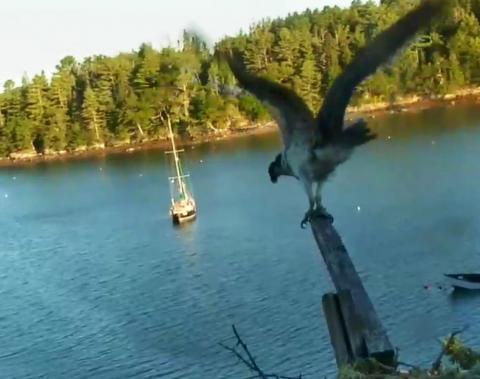 Wildtier-Livecams - Seite 40 Original