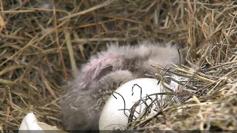 Wildtier-Livecams - Seite 6 Original