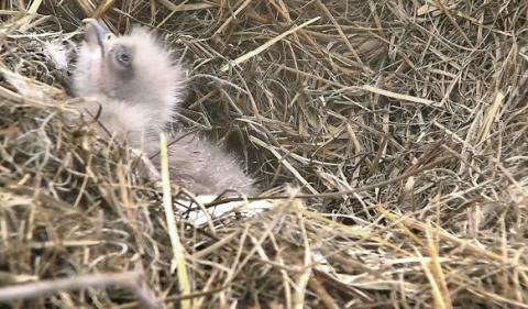 Wildtier-Livecams - Seite 6 Original