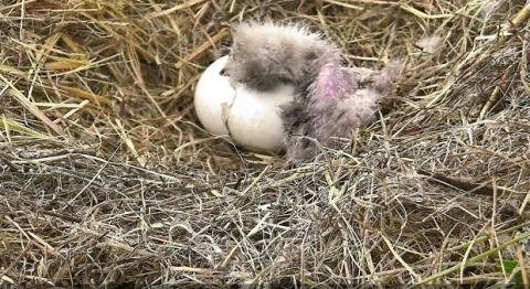 Wildtier-Livecams - Seite 6 Original
