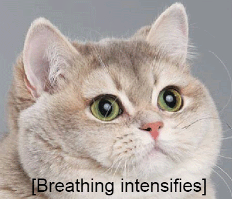 original.gif?w=800&h