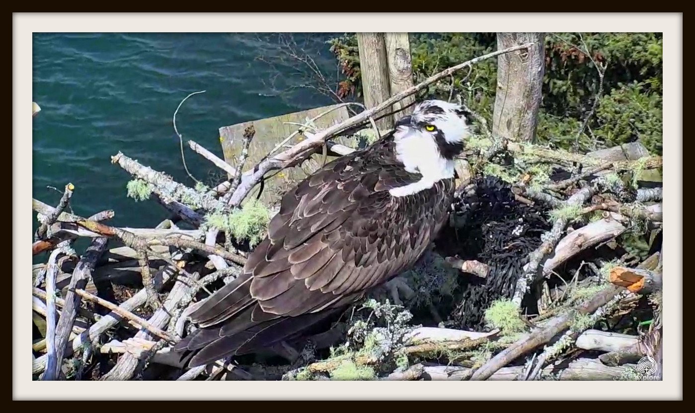 Wildtier-Livecams - Seite 26 Original