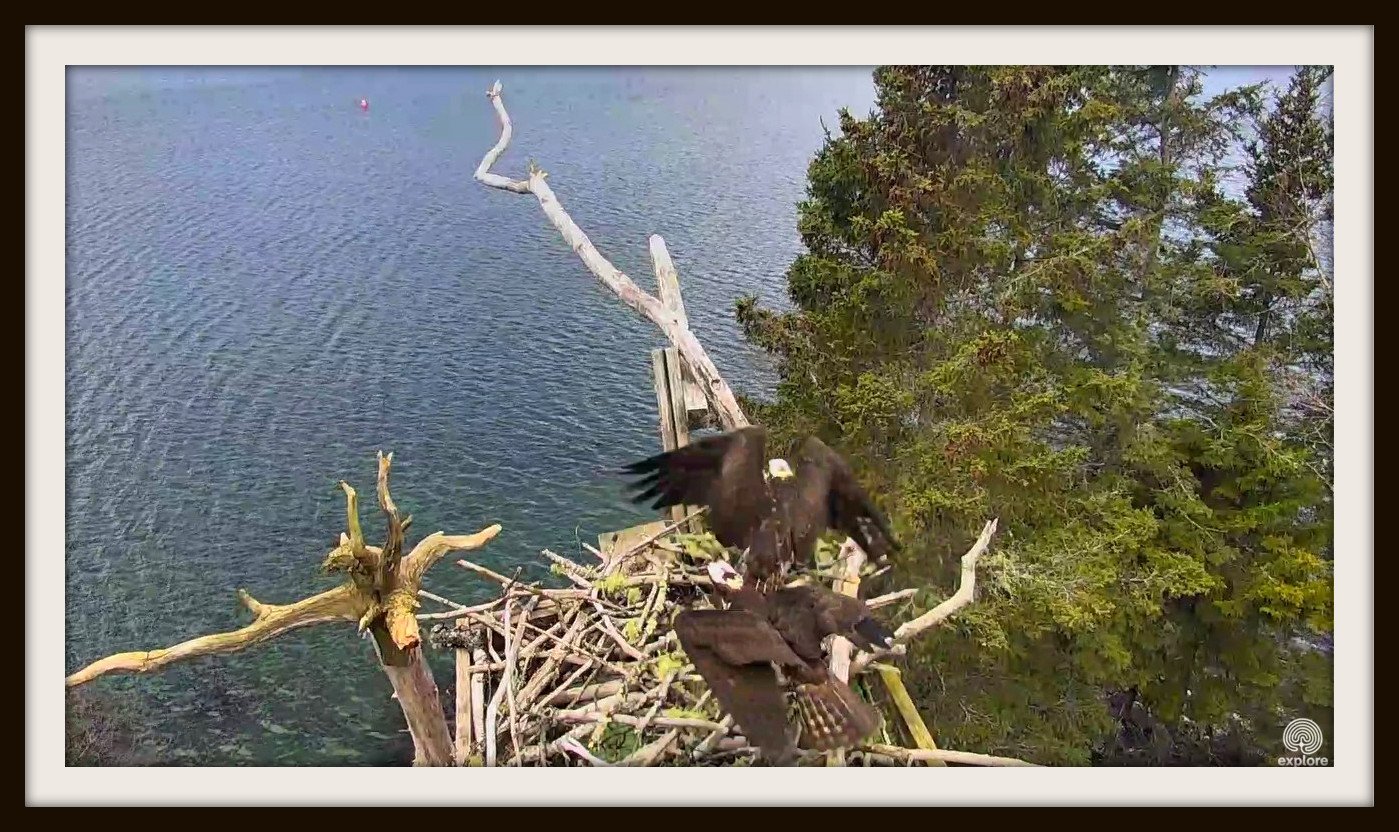 Wildtier-Livecams - Seite 26 Original