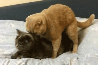Image result for Masturbating cat GIF