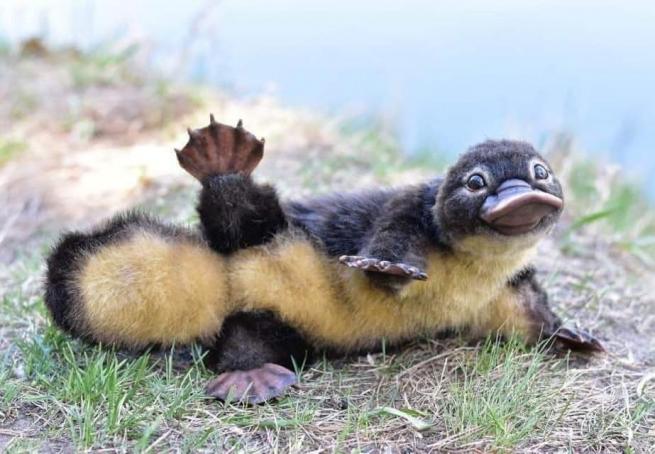 A weeks old platypus puggle stretches her legs wide while laying on a riverbank, showing a belly of uniformly yellow fur.
