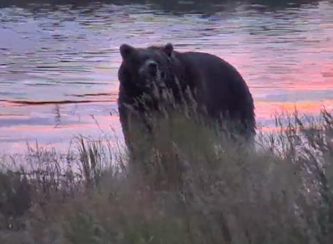 Wildtier-Livecams - Seite 39 Original