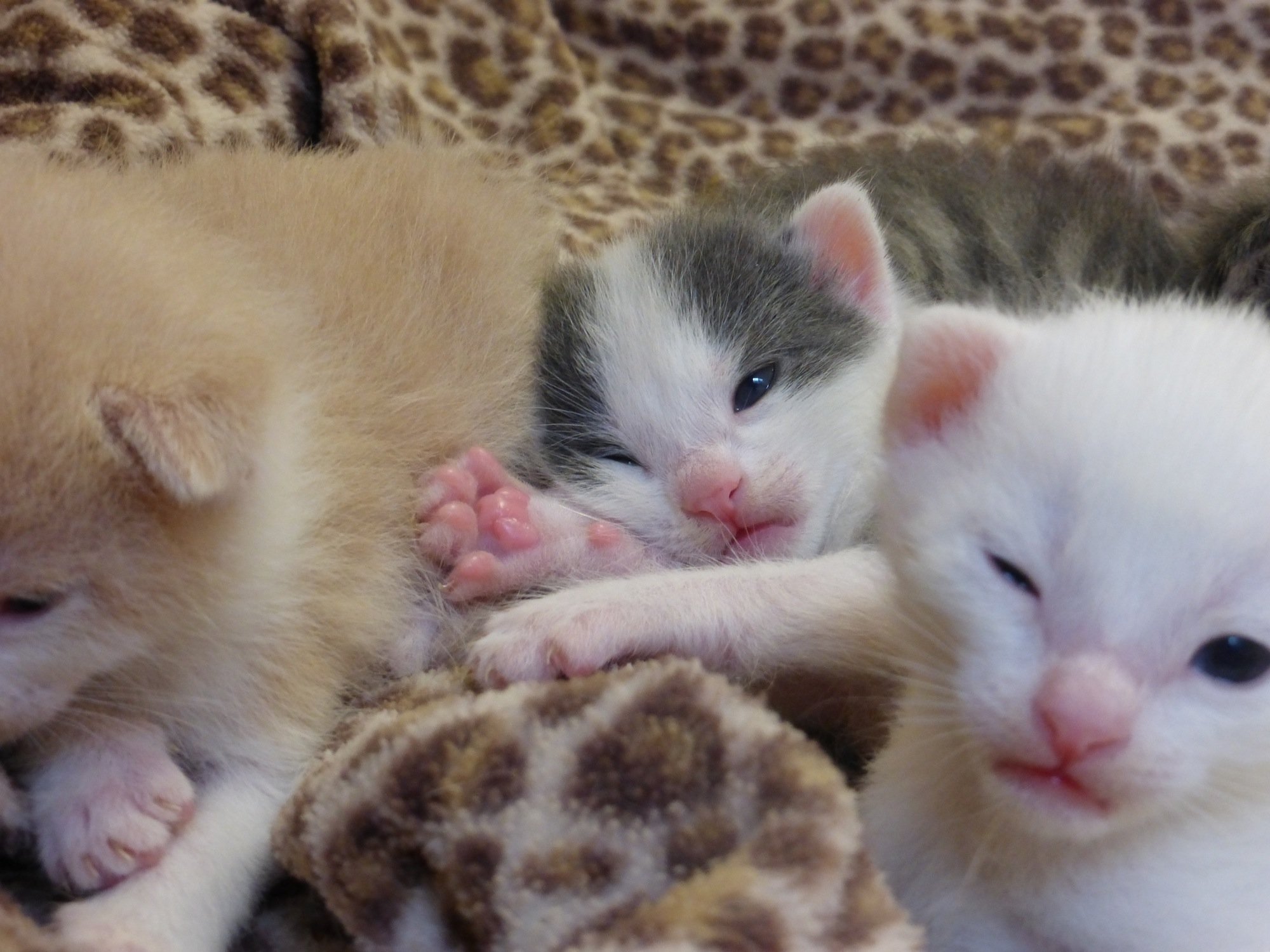 Kitten Rescue cam- Los Angeles | Kitten rescue, Kittens, Baby kittens