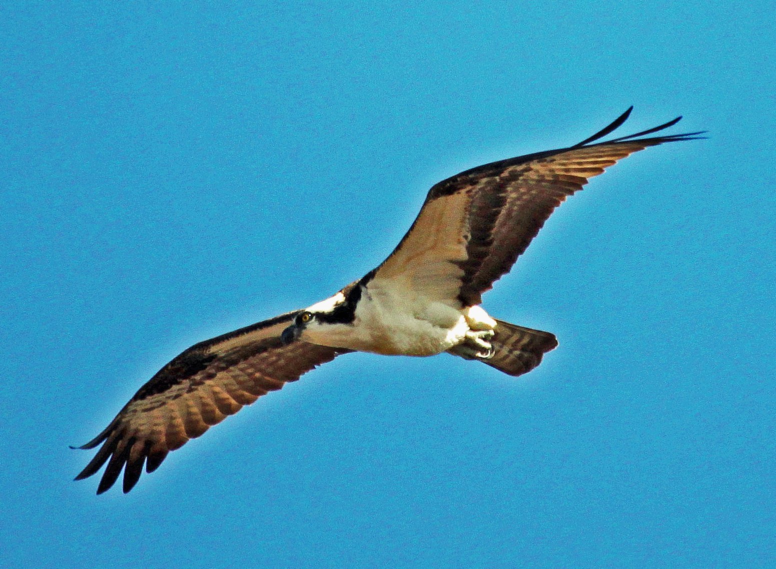 are ospreys eagles