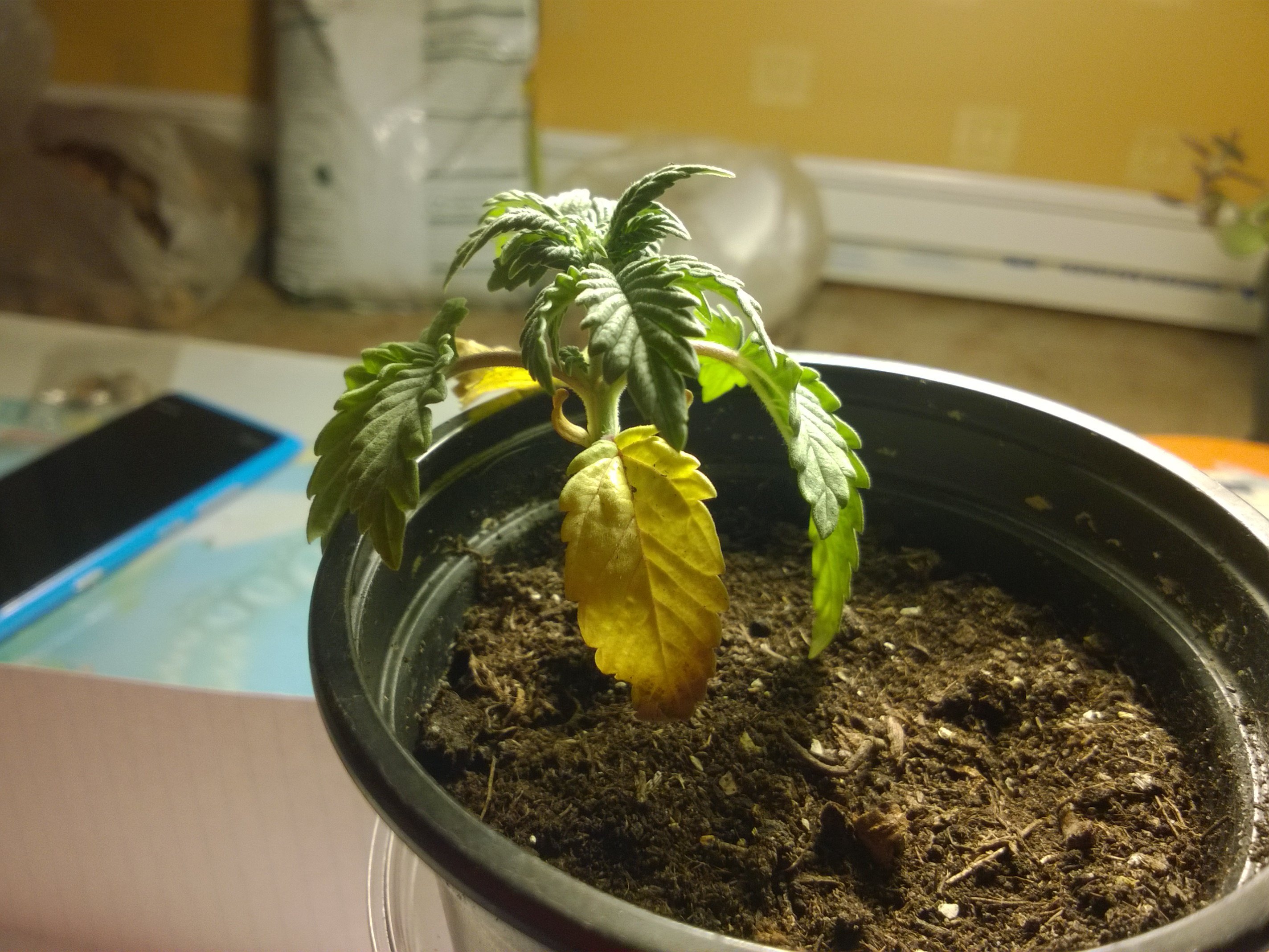 My plant might have some deficiency ( N ) AUTOFLOWER. 17 days old