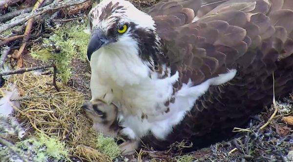 Wildtier-Livecams - Seite 28 Original