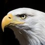 Eagle_Eyed